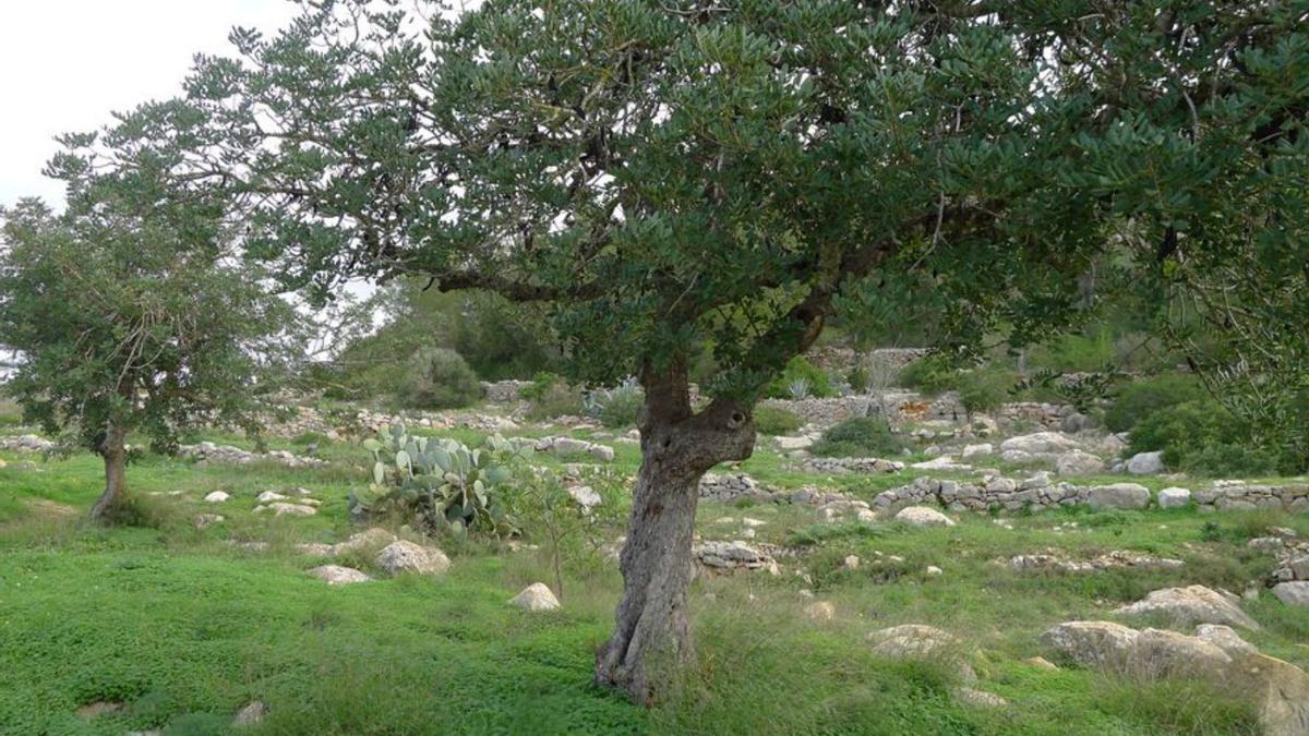 Algarrobos y bancales en las colinas de Sant Mateu.