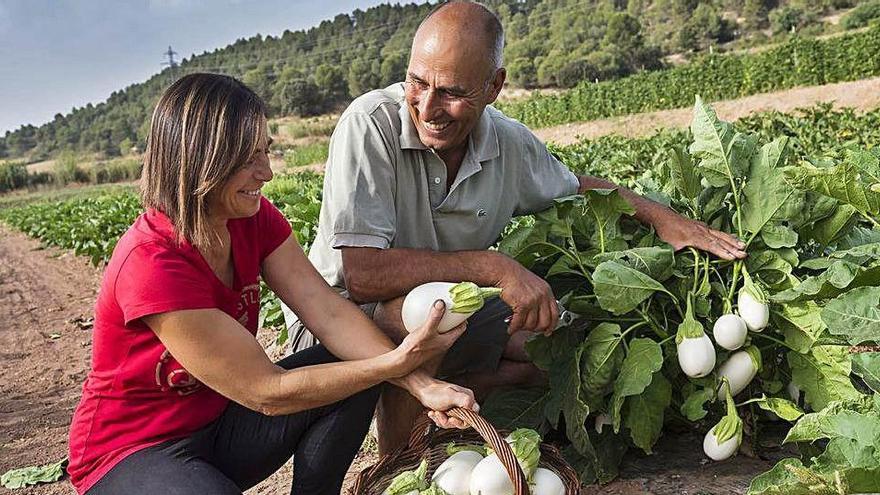 Albergínia blanca, un dels productes característics del Bages