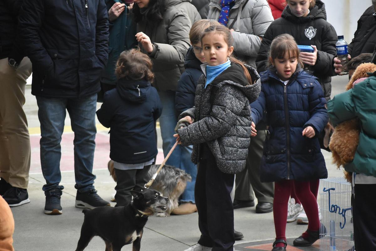 Fotogalería | Así ha sido la celebración de San Antón en el colegio San Antonio de Cáceres
