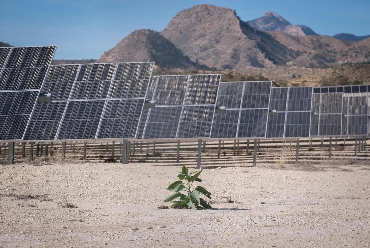 Una planta solar en la provincia de Alicante, en una imagen de archivo.