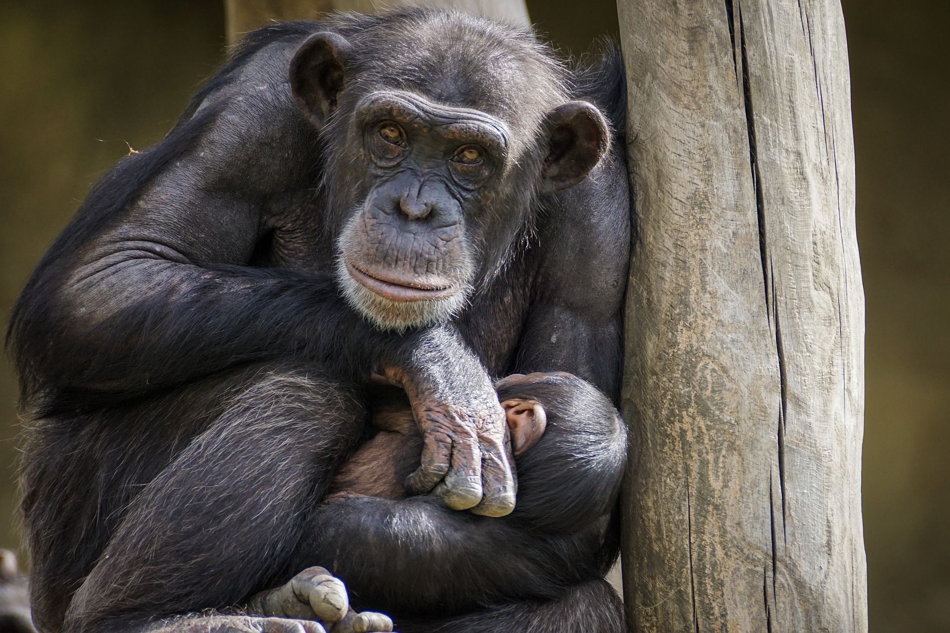 Ejemplar de chimpancé
