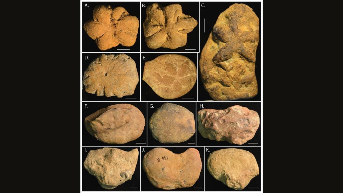 Ejemplos de objetos similares a Brooksella encontrados en el suroeste de los Estados Unidos.