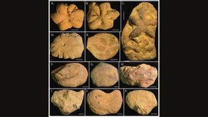 Ejemplos de objetos similares a Brooksella encontrados en el suroeste de los Estados Unidos.