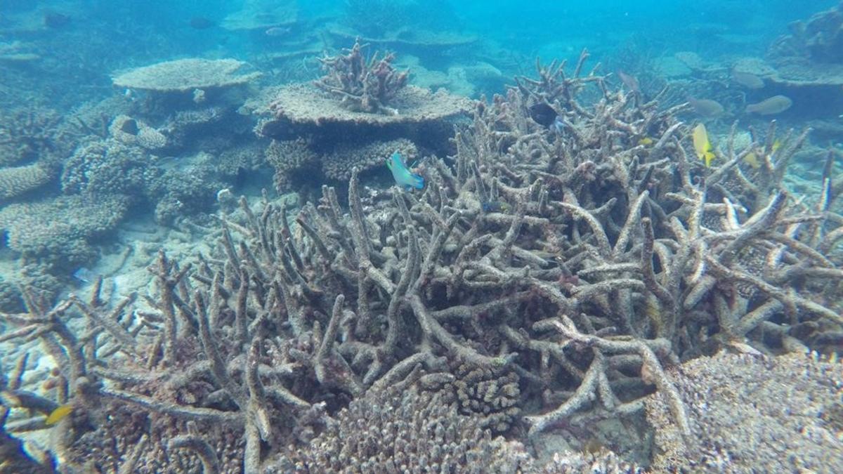 Blanqueamiento de la gran barrera de coral en Australia, como efecto del cambio climático.