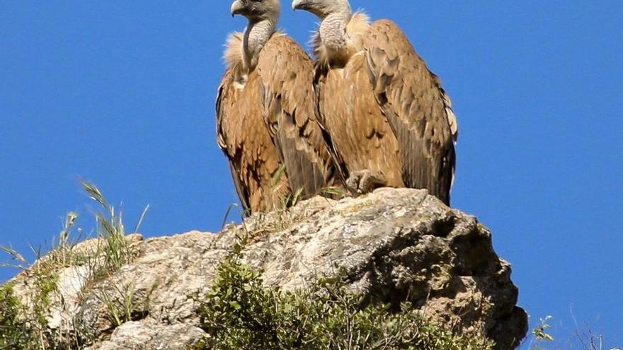 Los buitres están amenazados en Asturias por falta de carroña