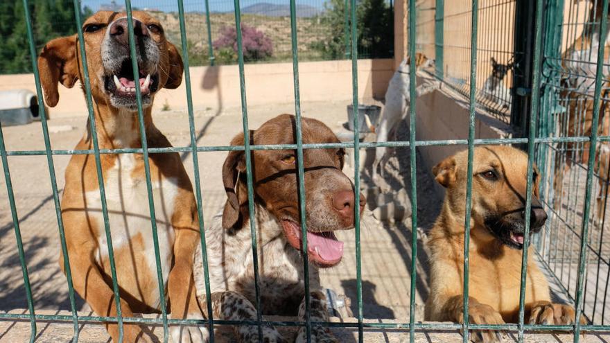 El albergue de animales de la Mancomunidad recibirá más fondos.