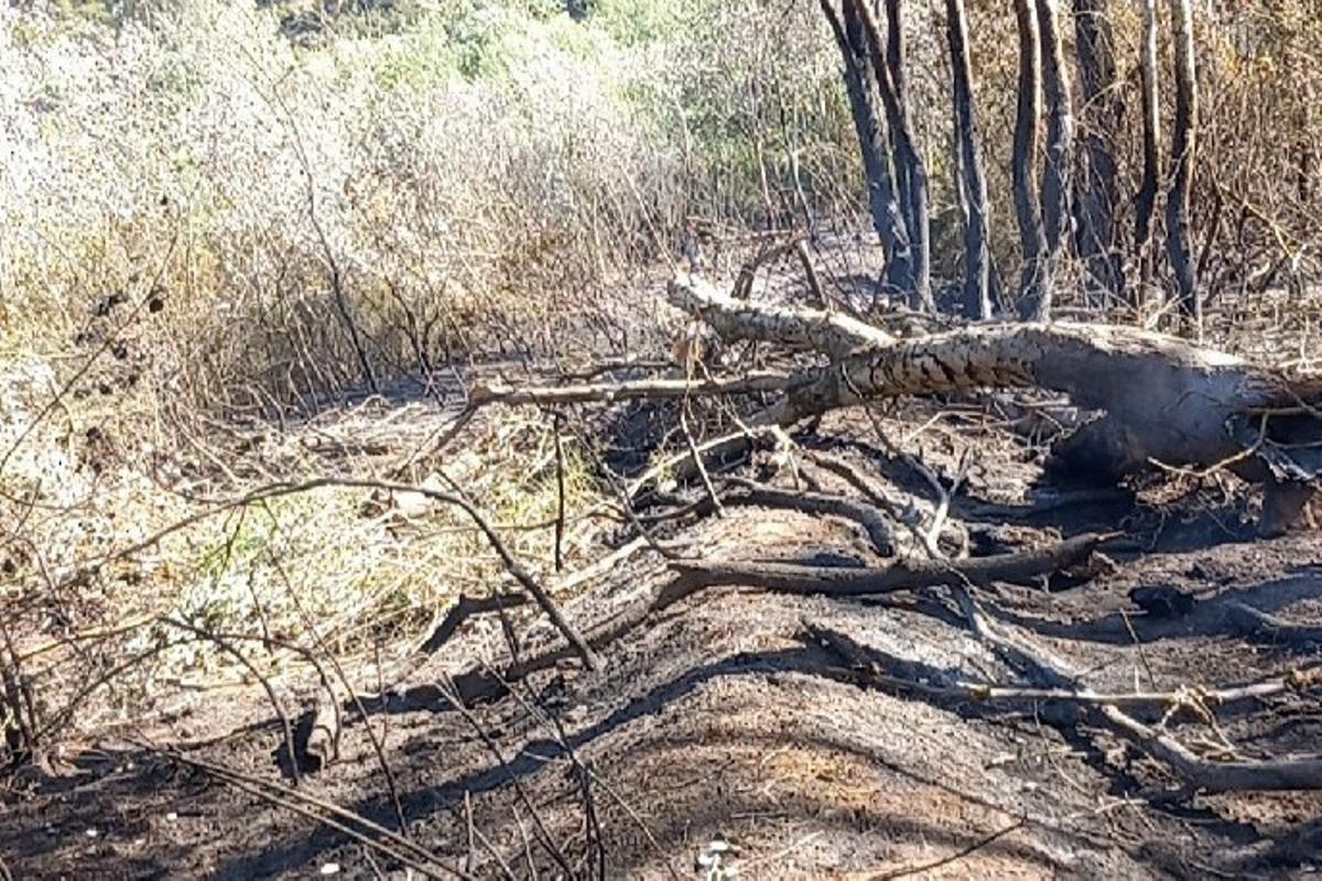 Árboles en estado precario que han resultado del incendio de 2,7 hectáreas junto al río Ebro en Riba-roja dEbre (Tarragona).