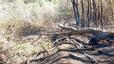 Els Bombers controlen l’incendi forestal de Riba-roja d'Ebre (Tarragona), que ha cremat 2,7  hectàrees
