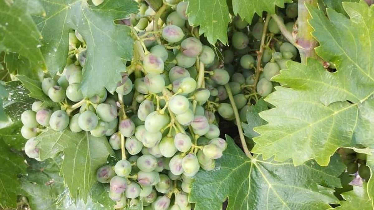 Racimos de uva.
