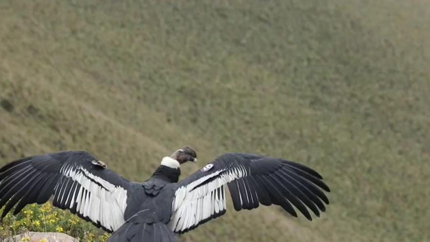 Preocupación en Ecuador por el retroceso en la población del cóndor andino