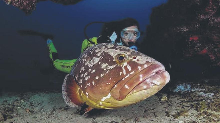 El mero Máximo junto a una submarinista en el fondo del Veril Grande, ubicado en Morro Jable.