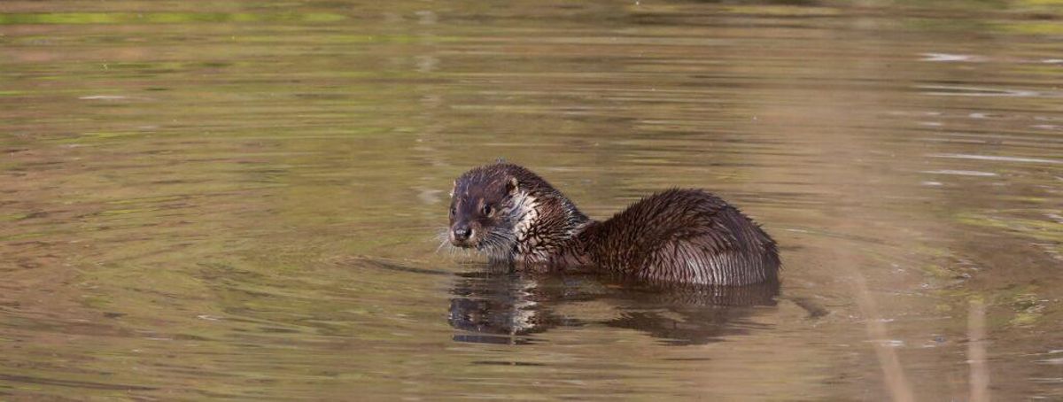 La nutria se recupera y vuelve a poblar con fuerza nuestros ríos
