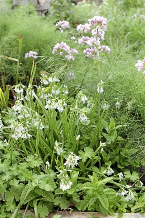 In ihrem Garten bei Sencelles züchtet Heide Göbel wilde Kräuter, Gemüse sowie Zierpflanzen mit Blüten, die nicht nur essbar sind, sondern richtig gut schmecken.