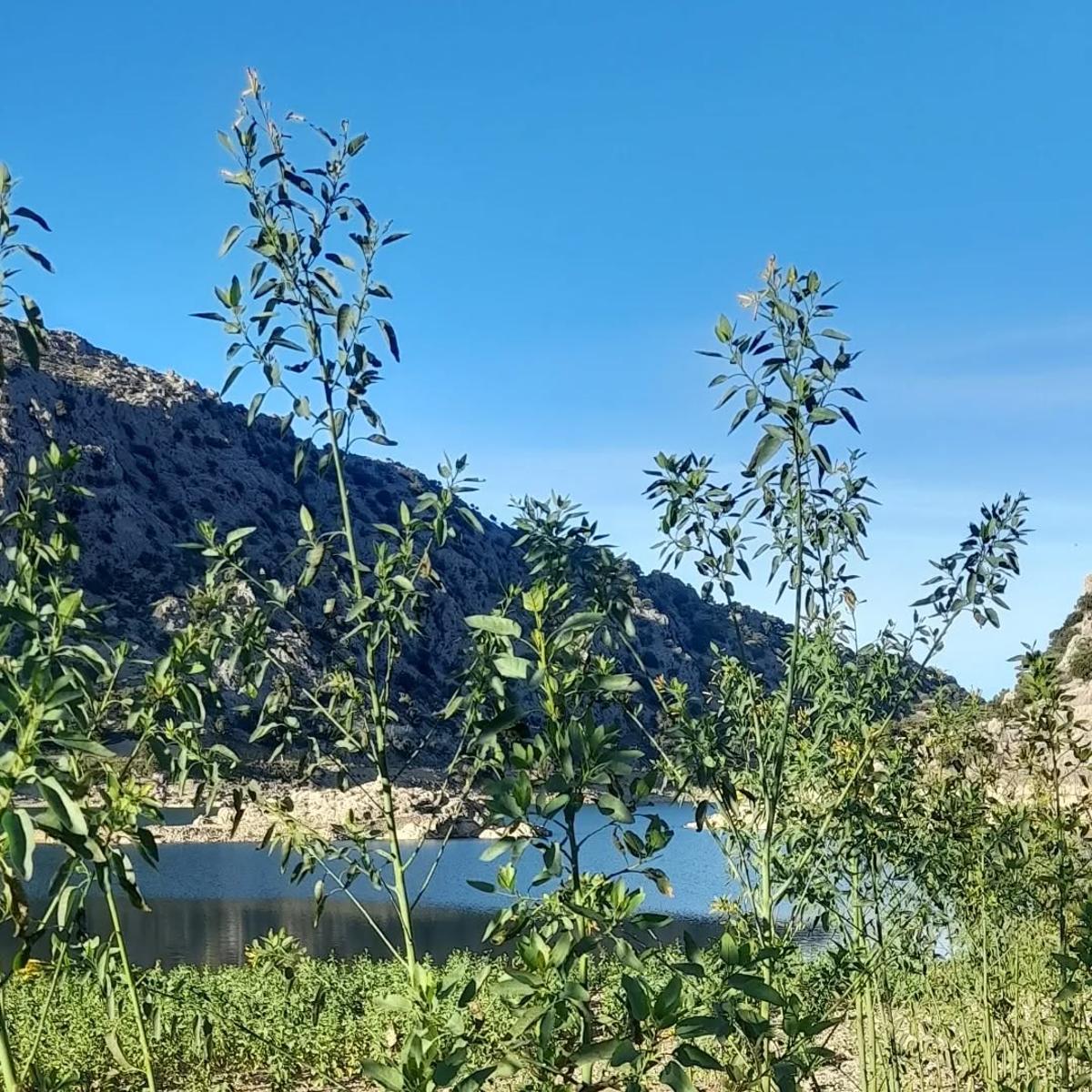 Algunas de las plantas han crecido de forma significativa.
