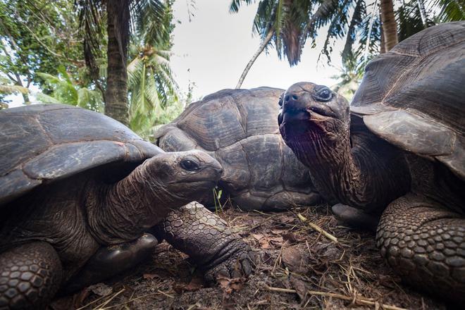 Ejemplares de tortugas gigantes de las Seychelles en Anse Lazio (Praslin)