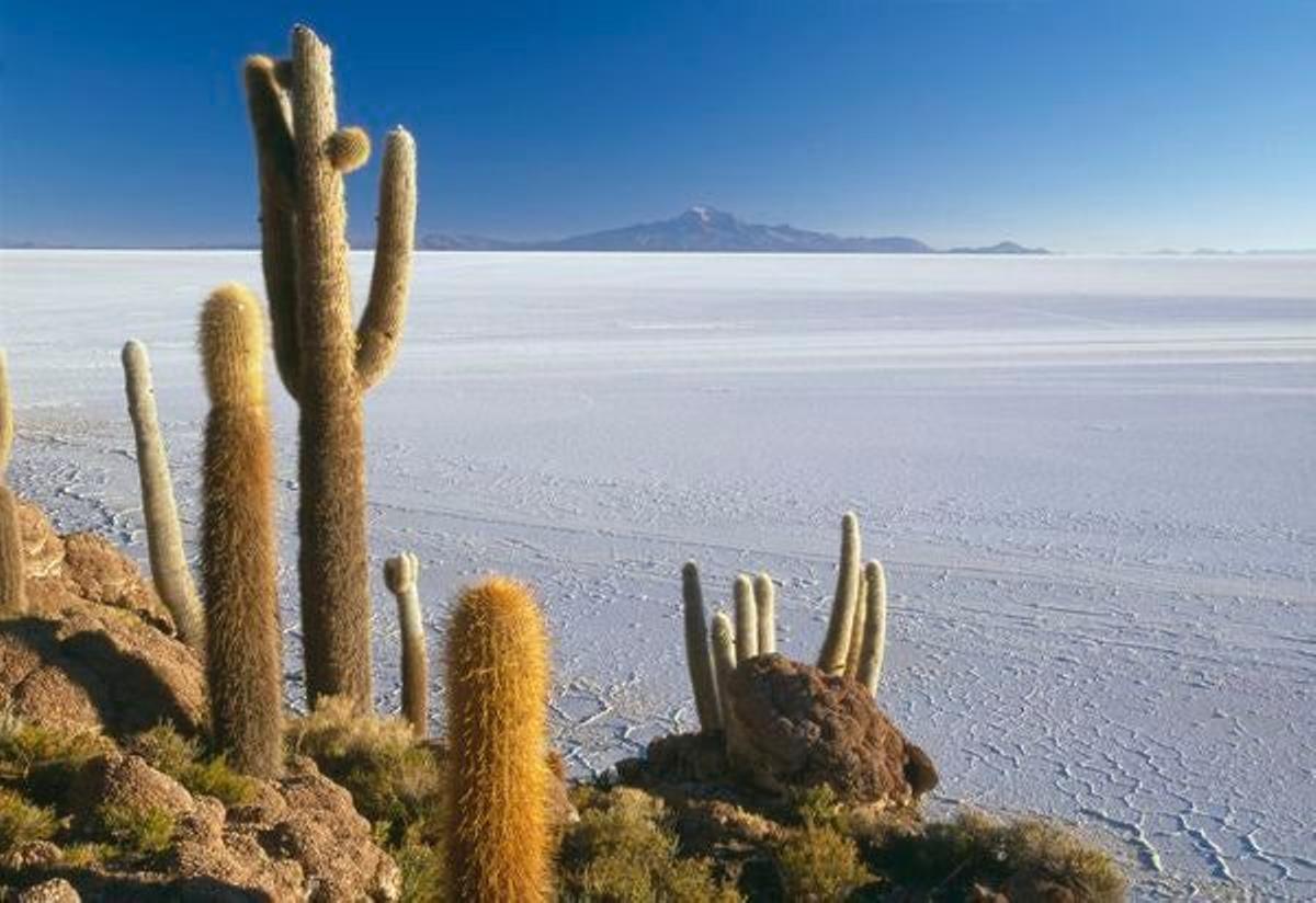 Cactus en el Salar de Uyuni