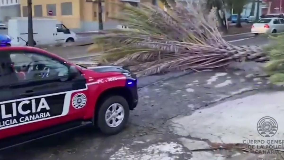 Cae una palmera en el Polígono Industrial de Las Torres