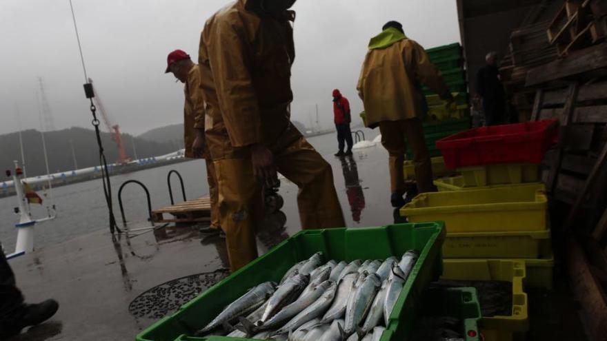 La flota asturiana podrá capturar este año casi 500.000 kilos más de caballa