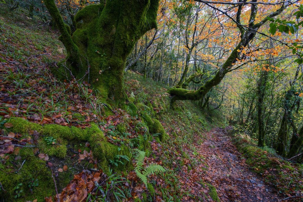 Desde estos caminos de la Devesa da Rogueira se puede contemplar la tranquilidad de los bosque más impresionantes de Galicia