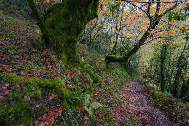 Devesa da Rogueira, Sierra de O Courel, Lugo, Galicia