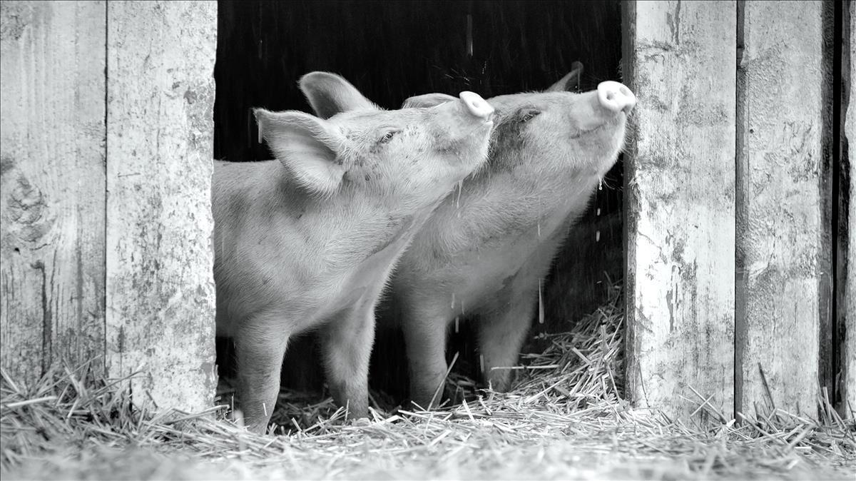 Dos cochinillos de 'Gunda' en el instante en que descubren el frescor de la lluvia.