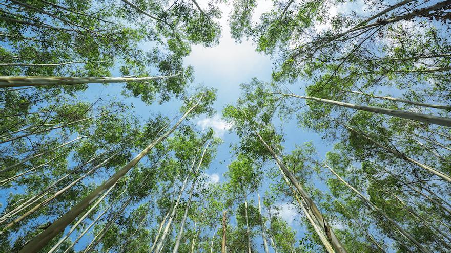 La madera gallega, motor económico y protagonista de la transición verde