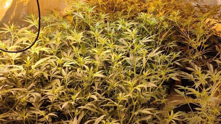 Algunas de las plantas incautadas durante el operativo policial en Córdoba.