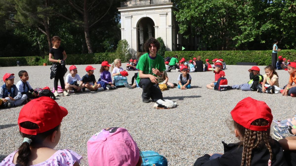 Uns 700 escolars empordanesos participen en l'anellament d'una cinquantena de cigonyes al castell de Peralada