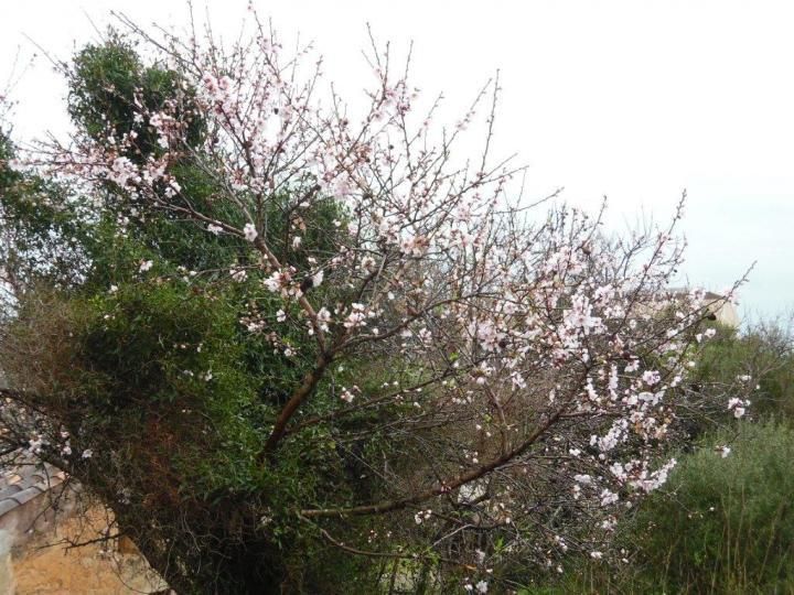 Mandelblüte auf Mallorca