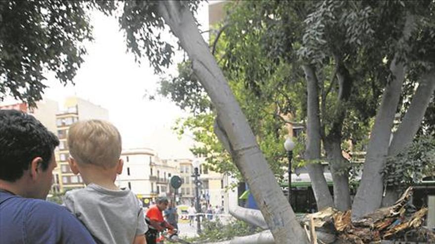El plan para revitalizar el Ribalta pasa por retirar 19 árboles muertos