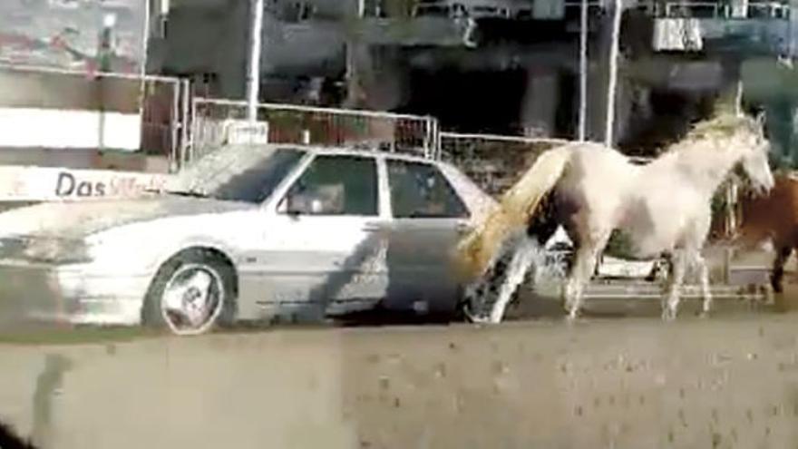 Tres caballos desbocados siembran el caos en la Avenida de Madrid de Vigo