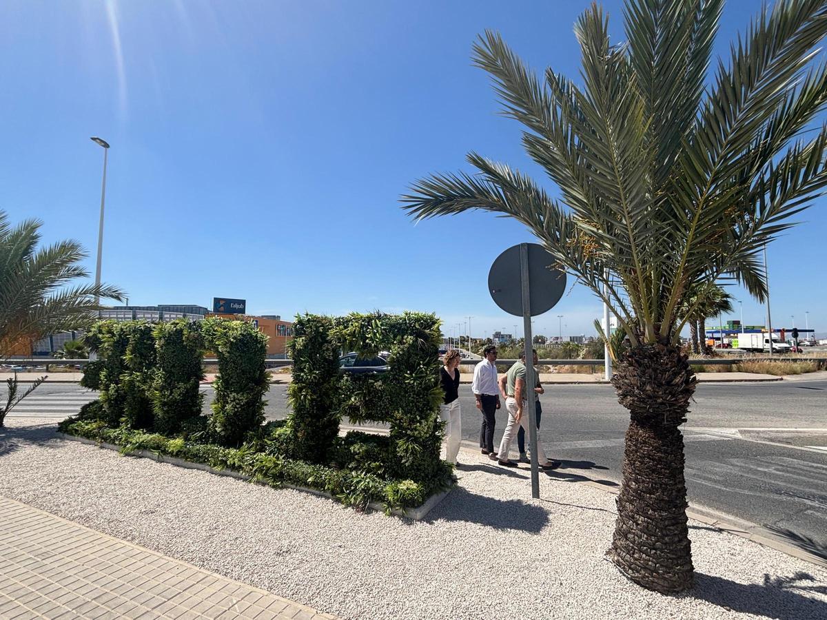 En la zona de acceso a Elche por la ronda oeste se han replantado palmeras