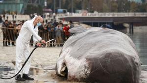 Bakú insta el món a invertir "avui" contra la crisi climàtica