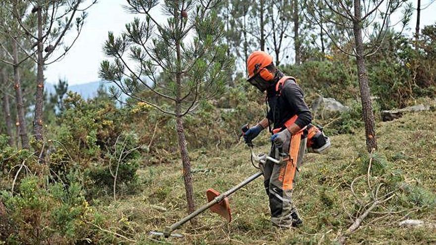 Un operario en un monte de Catoira, en plenas tareas de desbroce.