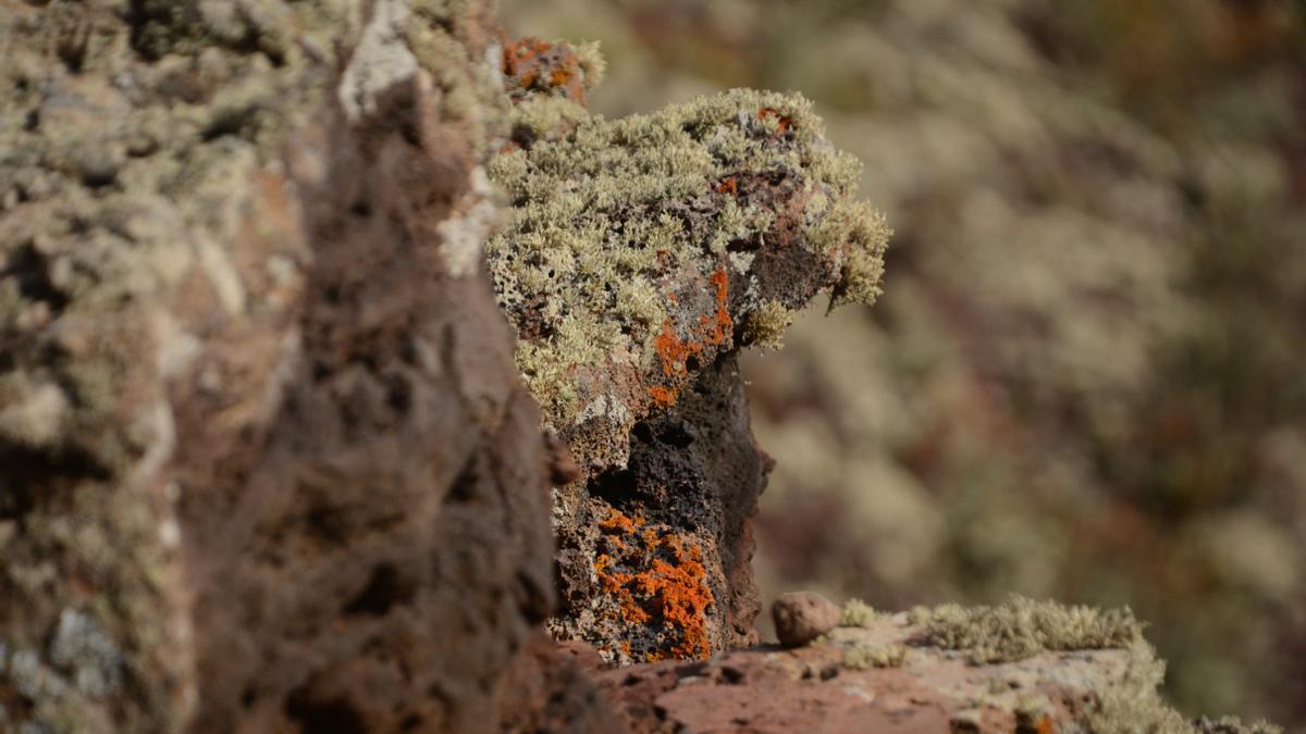 La intervención coordinada restaura en el Archipiélago Chinijo ecosistemas frágiles y garantiza la conservación futura del entorno insular.