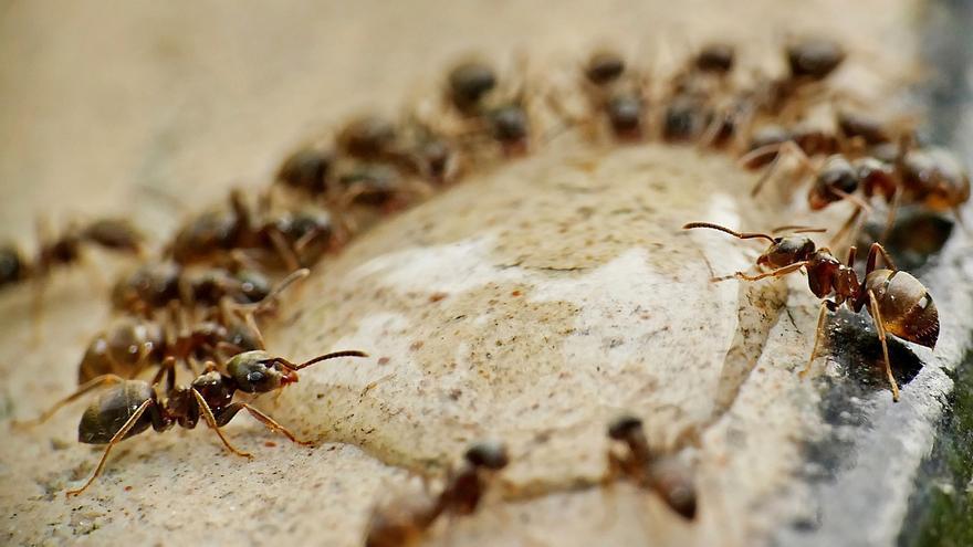 Las hormigas solitarias mueren antes debido al estrés oxidativo