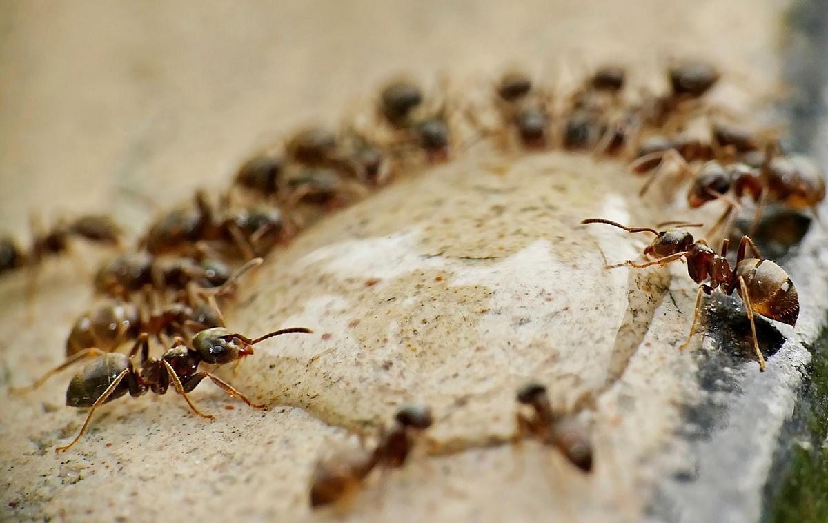 Las hormigas son insectos sociales que envejecen prematuramente si se aislan. Las hormigas son insectos sociales que envejecen prematuramente si se aislan.