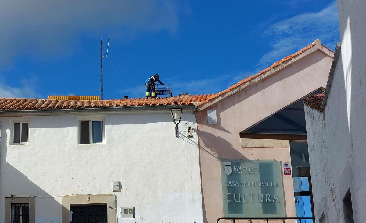 Los operarios colocan los nidos en forma  de cesta.