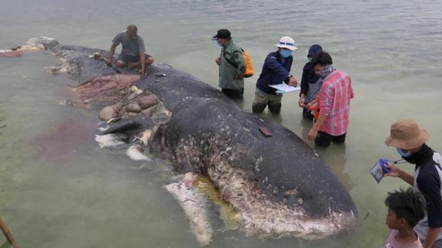 La ballena, varada en una isla de Indonesia.