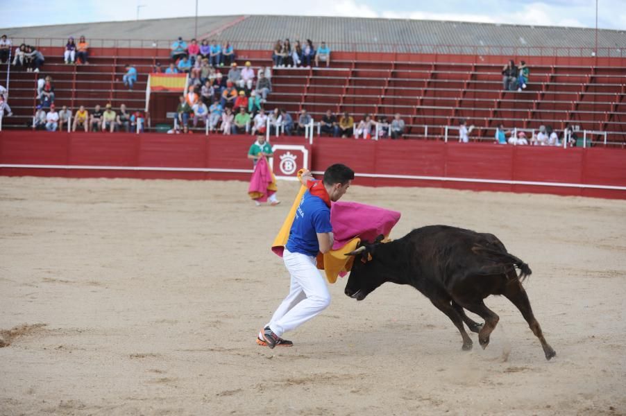 Becerrada, encierros y vaca de la sangría