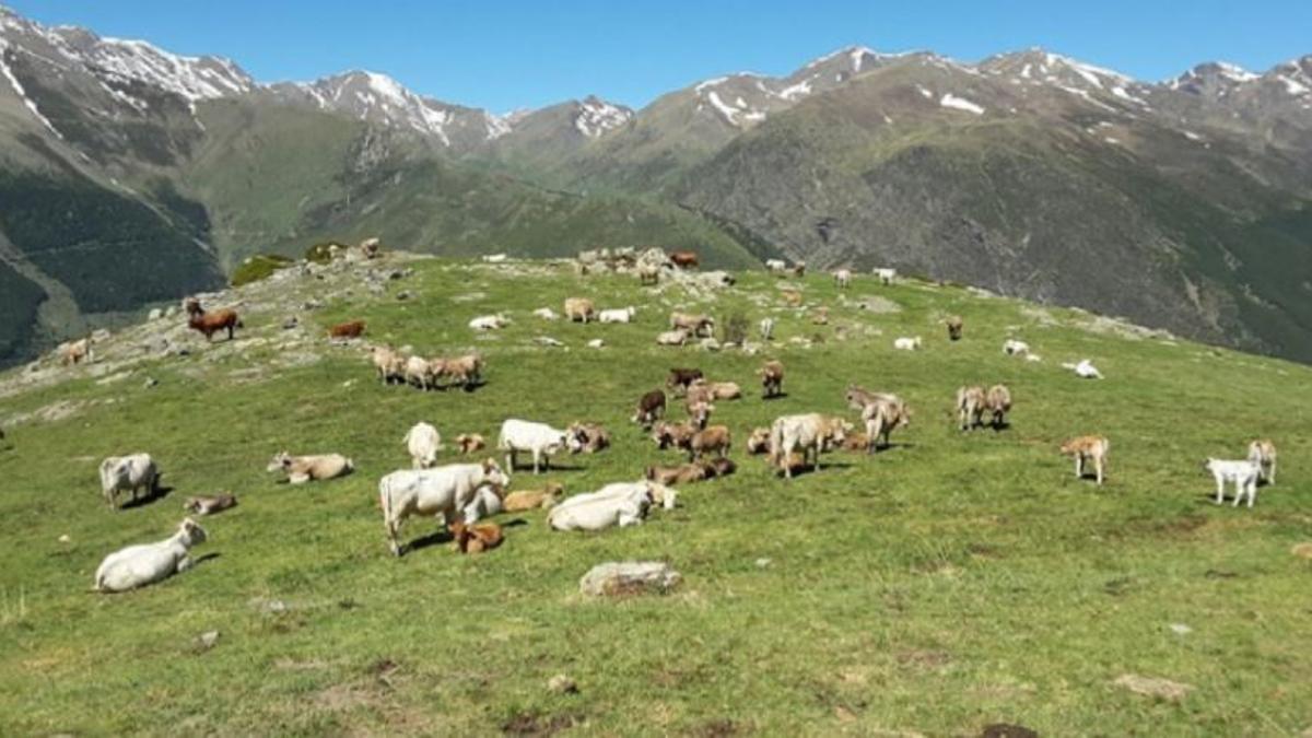 Bestiar pasturant en una zona de muntanya, un dels àmbits beneficiaris dels ajuts agraris.