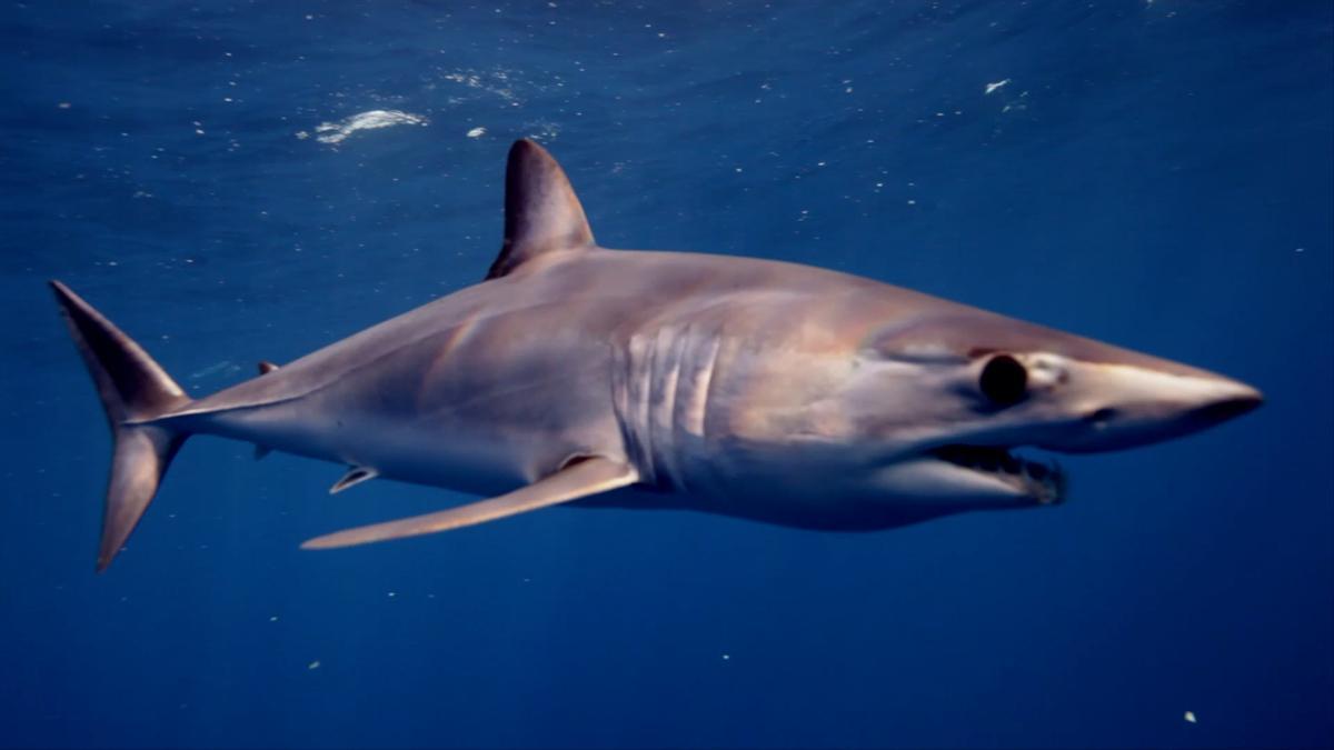 Tiburón Marrajo