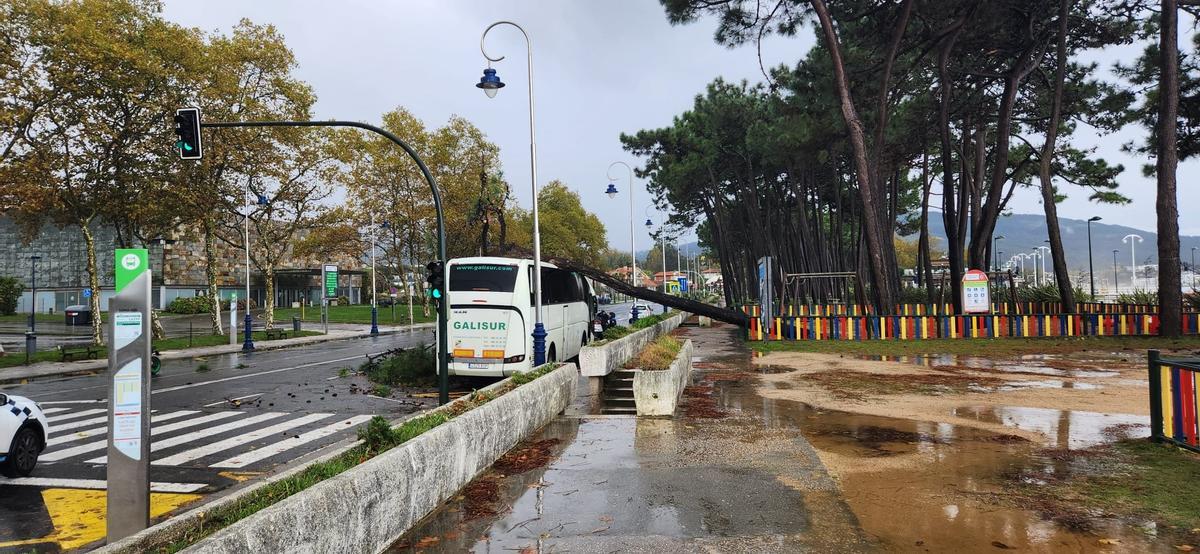 Árbol caído sobre un autobús en Samil.