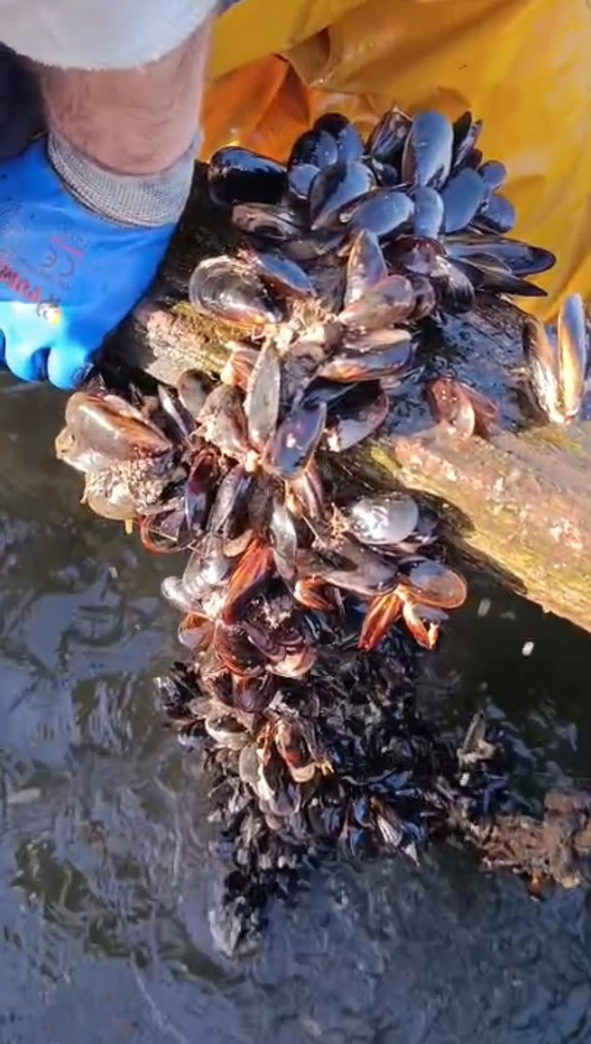 Los bateeiros evalúan el estado de las cuerdas.