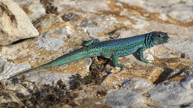 La lagartija azul
