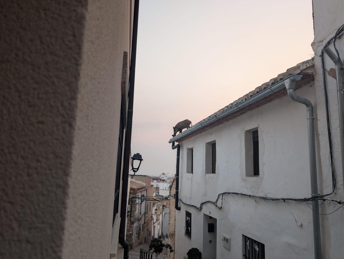 El jabalí en el tejado