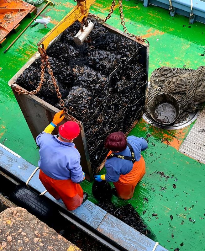 Mejillón transportado por la empresa Mar Kiel desde Vilanova a Francia.