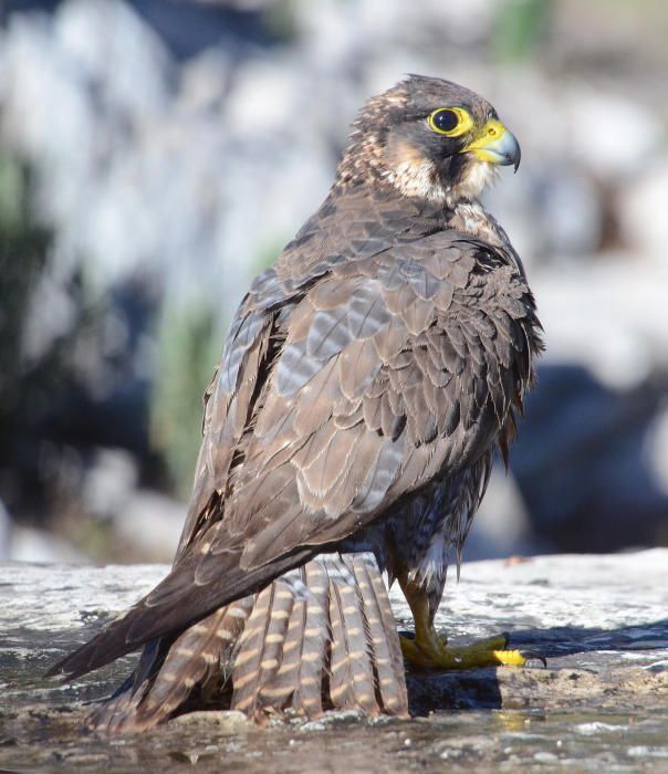 Vögel auf Mallorca