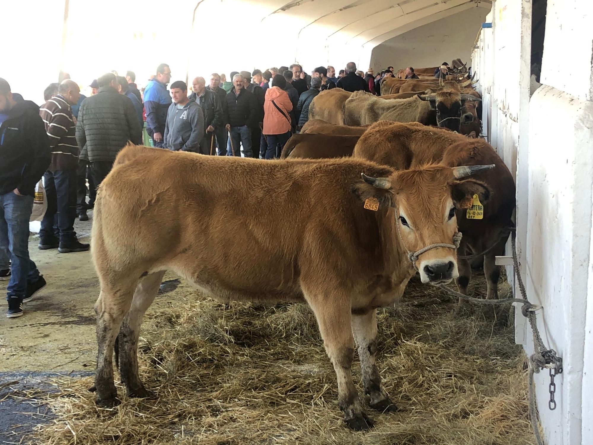 Tineo disfruta la feria ganadera de San José