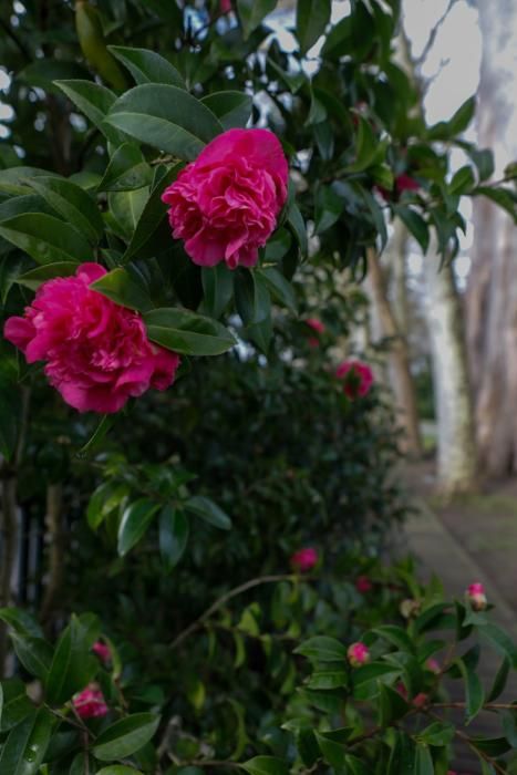 Camelias en el Botánico